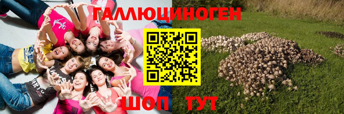 Псилоцибиновые грибы Cubensis Томск